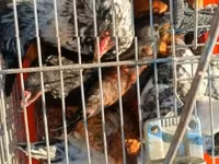 Yapon Bantam — foto 2