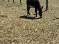 घोड़ा, Kerry Bog Pony — फ़ोटो 3