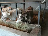 公牛, Cattle — 照片 1