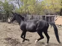 公马, Horses — 照片 2