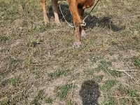 Vache, Race Alatauskaya — photo 5