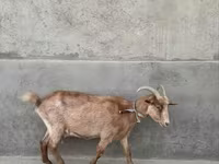 Cabra, Alpine goat — foto 2