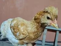 Chickens — photo 2