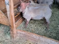 Bélier, Rouge de l’Ouest sheep — photo 2