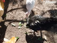 Chickens — foto 2