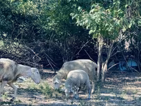 كبش, Merinoland sheep — الصورة 8