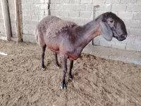 绵羊（批次，未指定性别）, Blackheaded Persian sheep — 照片 5