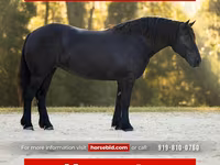 فرس, Percheron — الصورة 1