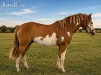 घोड़ा, American paint horse — फ़ोटो 1