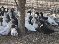 Ducks — Foto 4