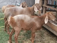 भेड़, Arashan sheep — फ़ोटो 6