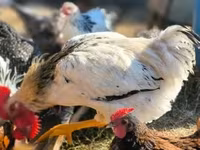 Chickens — zdjęcie 2