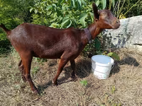 عنزة, Murcia-Granada goats — الصورة 2