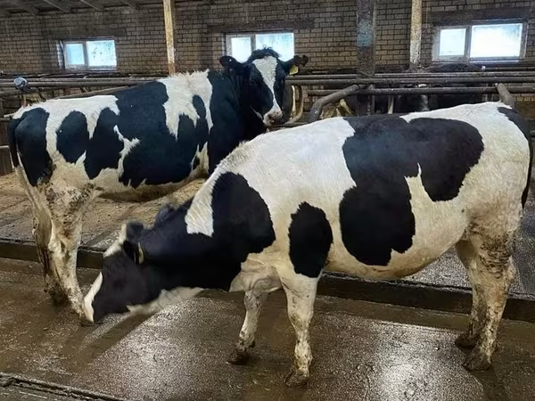 Vache, Race Holstein