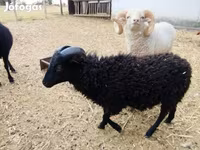 Widder, Ouessant sheep — Foto 2