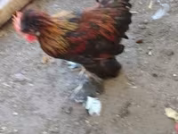 Chickens — 照片 3