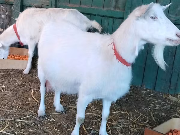 Goat, Pomellata goat