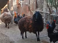 भेड़, Karabakh sheep — फ़ोटो 2