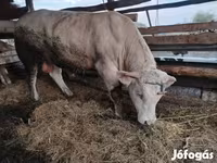 सांड, Charolais cattle — फ़ोटो 4