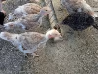 Turkeys — 照片 2