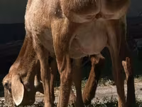 Brebis, Afghan Arabi sheep — photo 2