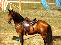 حصان, Tennessee Walking Horse — الصورة 5
