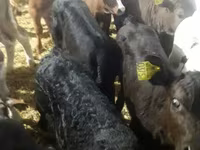 Bovins (lot, sexe non indiqué), Simmental cattle — photo 8