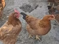galinha dinamarquesa — foto 4