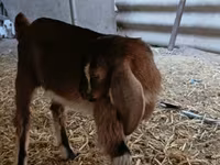 बकरा, Nubian Goat — फ़ोटो 7
