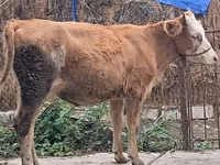 Taureau, Simmental cattle — photo 6
