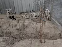 母山羊, Goats — 照片 8