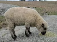 Bélier, Hampshire sheep — photo 4
