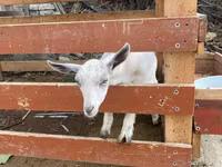Ziege, Fergana goat — Foto 4