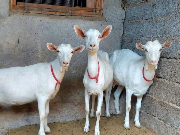 Koza, Saanen goat