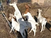 母山羊, Boer goat — 照片 3