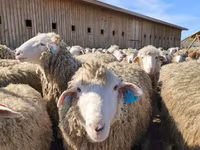Brebis, Edilbay sheep — photo 1