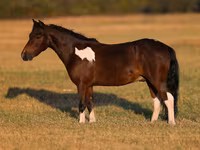 Cheval, Pinto horses — photo 2