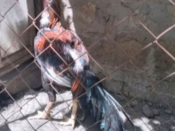 Chickens
