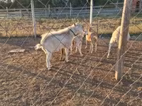 公山羊, Boer goat — 照片 5