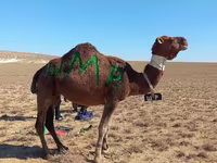 ऊँट, Arvana camel — फ़ोटो 1