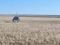 فرس, Horse breed — الصورة 4