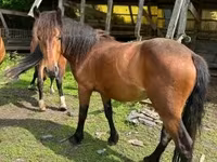 Mare, Međimurje horse — photo 1