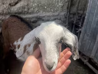 Koza, Nubian Goat — zdjęcie 4