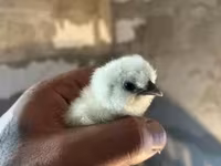 سيلكي — الصورة 3