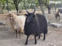 भेड़, Racka sheep — फ़ोटो 3