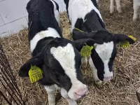 Byk, Russian Black pied cattle — zdjęcie 5