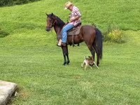 Cheval, Rocky Mountain Horse — photo 5