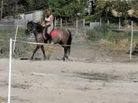 Jument, Polish pony — photo 3