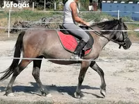 घोड़ी, Polish pony — फ़ोटो 2