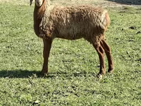 Ram, Sheep — photo 1
